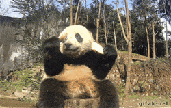panda-bears-free-animated-gameznet 03.gif